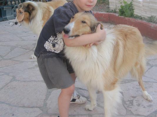 Collie βασιλικα κουτάβια 40 ημερών
